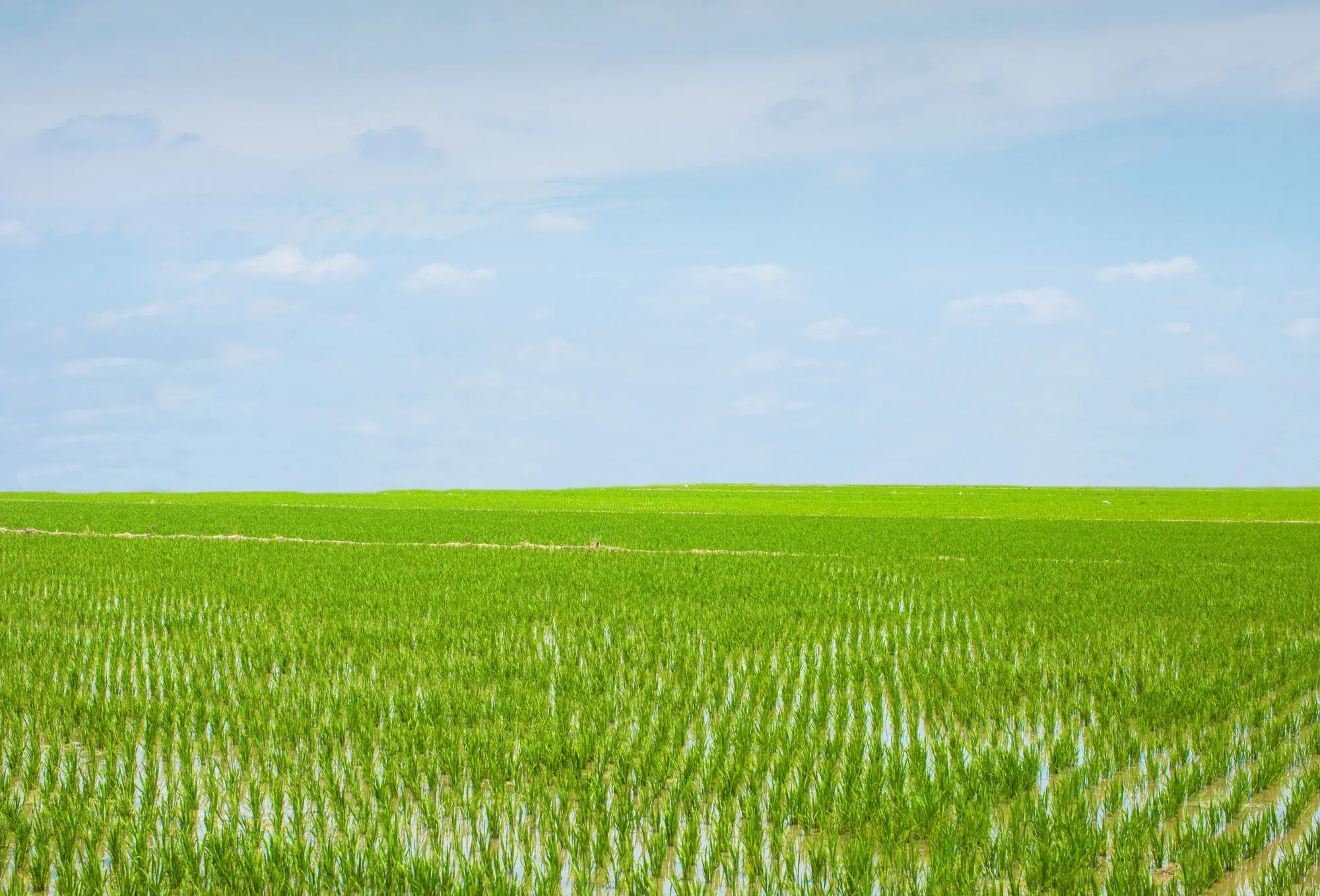 Cubic Methane Emissions Monitoring Solutions In Rice Fields